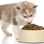 Az Ecopet száraztápok és a folyékony táplálék fontossága a kutya életében