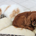 Royal Canin Mini Junior a kistermetű kölyökkutyáknak